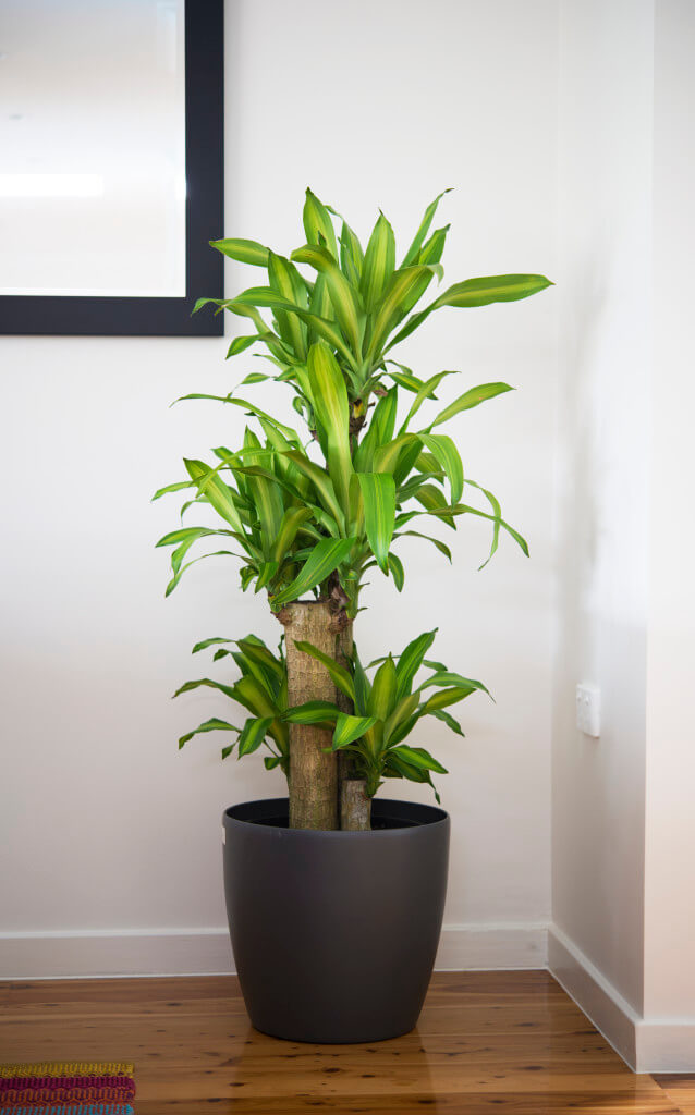 5 Big and Beautiful Indoor Plants | Keppel Developments